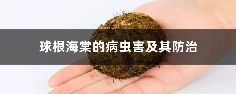 球根海棠的病虫害及其预防和治疗