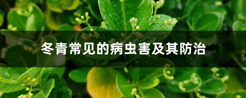 冬青常见的病虫害及其预防和治疗