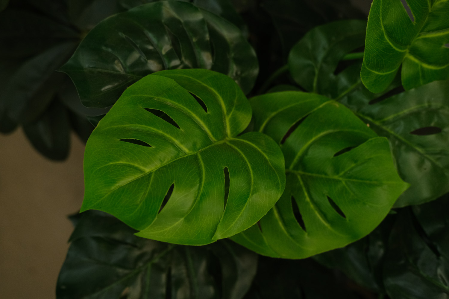 龟背竹发生冻害要如何办