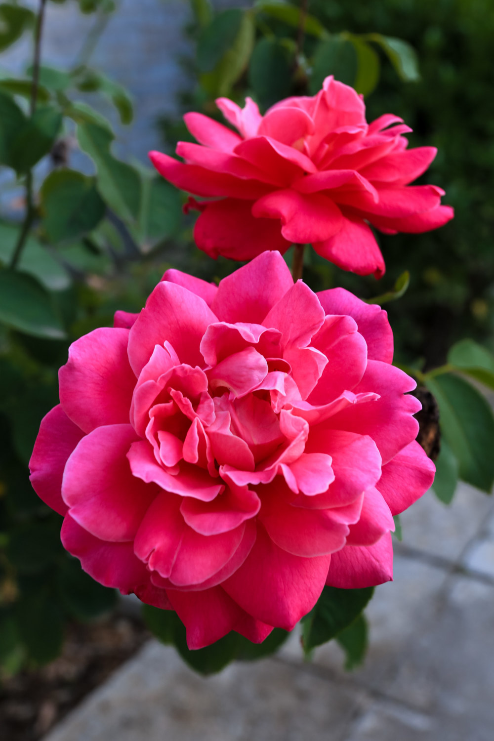 月季小叶病的预防和治疗办法