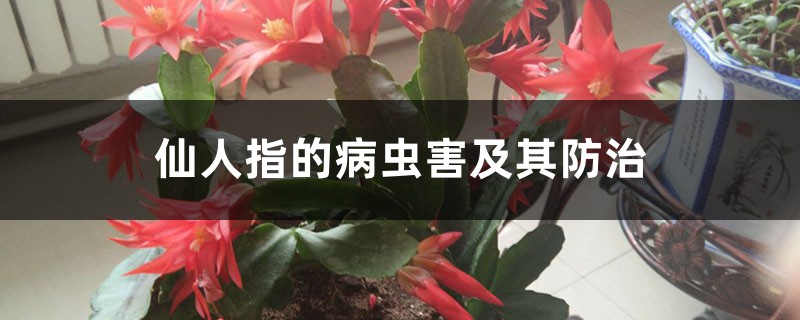 仙人指的病虫害及其预防和治疗