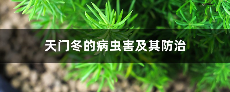 天门冬的病虫害及其预防和治疗
