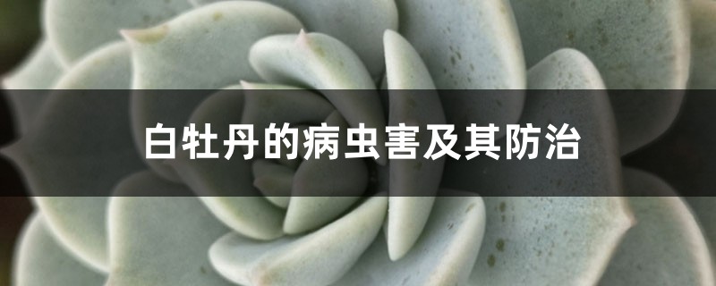 白牡丹的病虫害及其预防和治疗