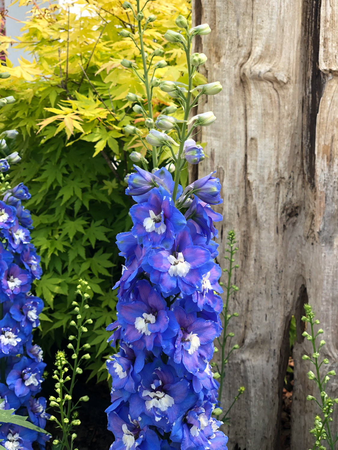 翠雀的病虫害及其预防和治疗