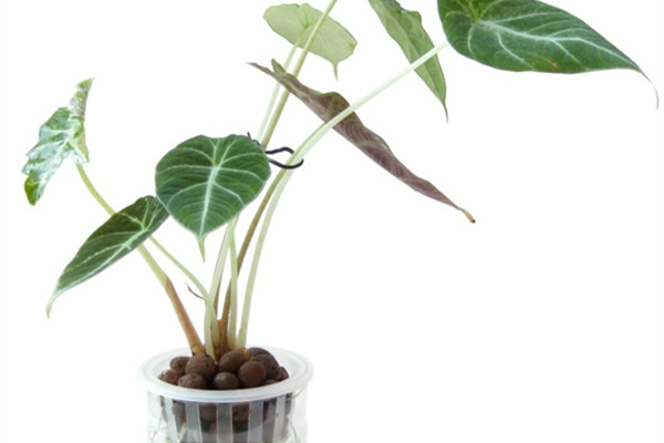 黑叶观音莲的病虫害及其预防和治疗