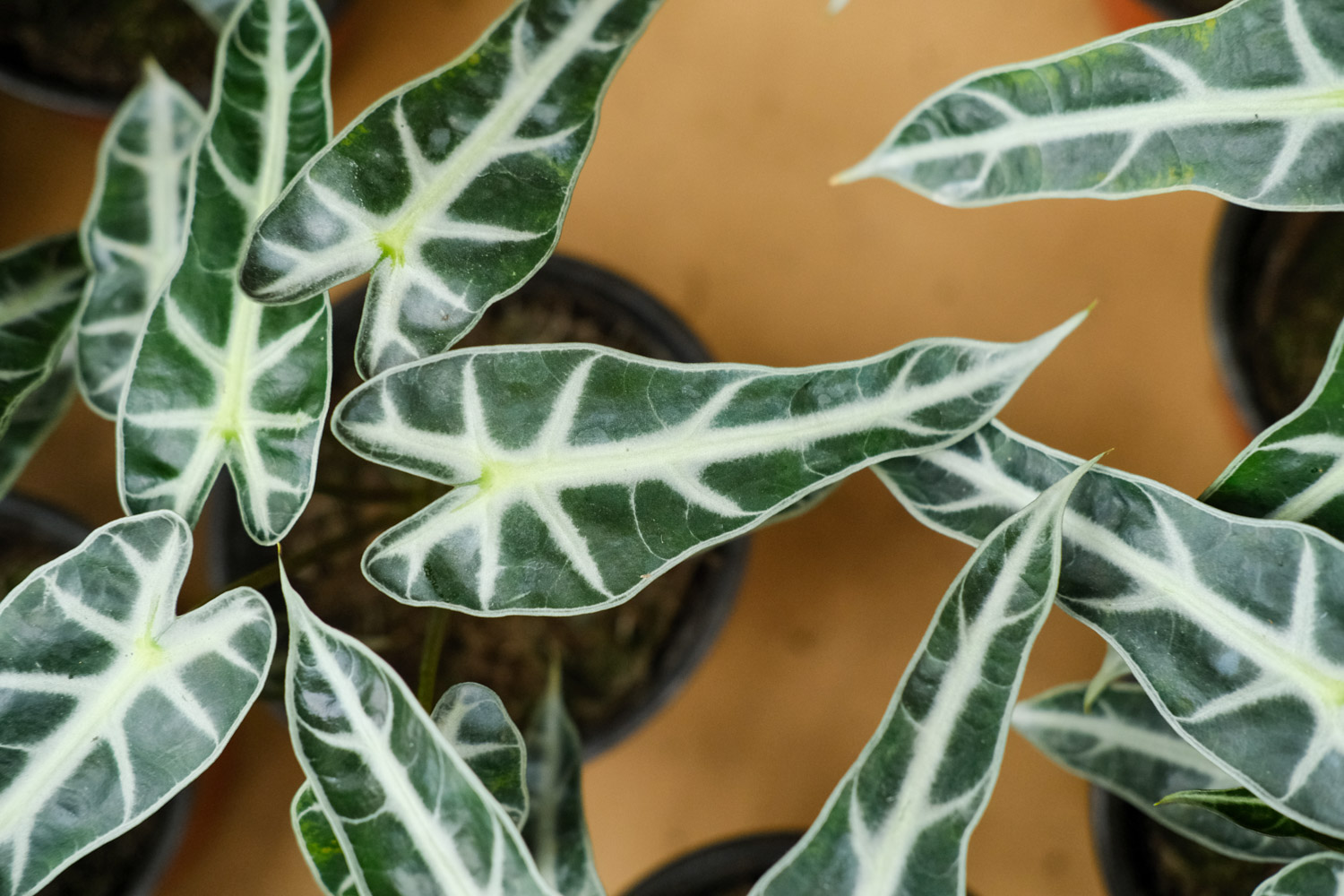 黑叶观音莲的病虫害及其预防和治疗