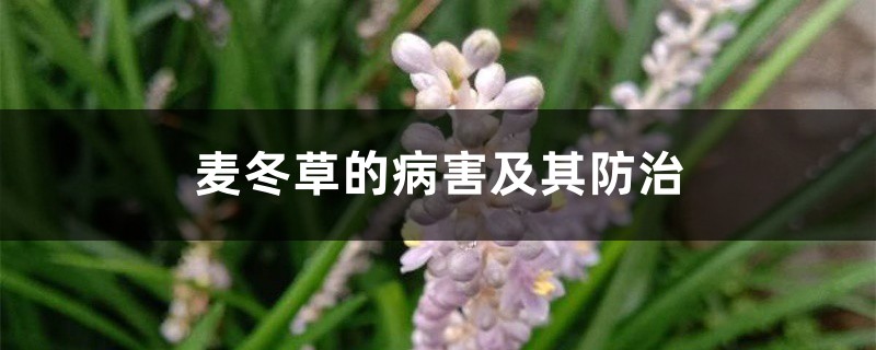 麦冬草的病害及其预防和治疗