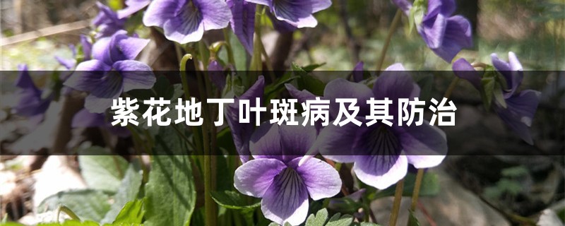 紫花地丁叶斑病及其预防和治疗