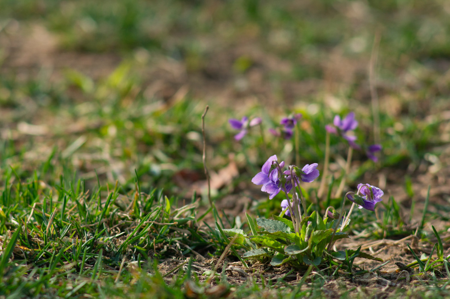 紫花地丁叶斑病及其预防和治疗