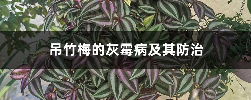 吊竹梅的灰霉病及其预防和治疗