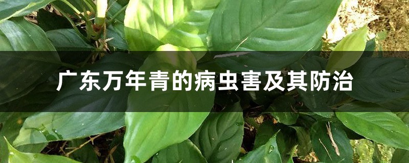 广东万年青的病虫害及其预防和治疗