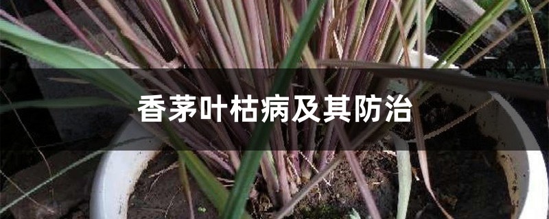 香茅叶枯病及其预防和治疗