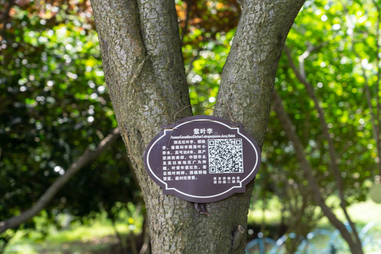 紫叶李常见的病害及其预防和治疗