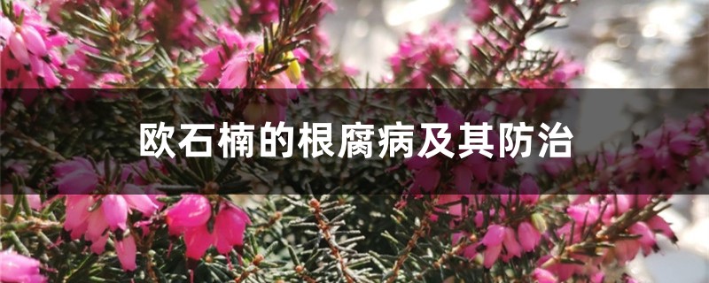 欧石楠的根腐病及其预防和治疗