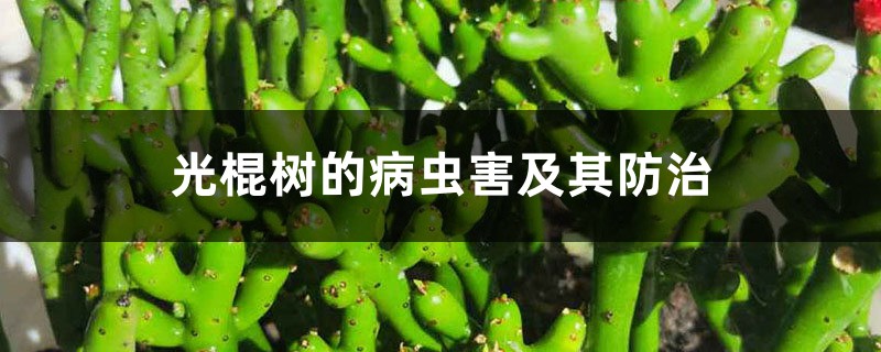 光棍树的病虫害及其预防和治疗