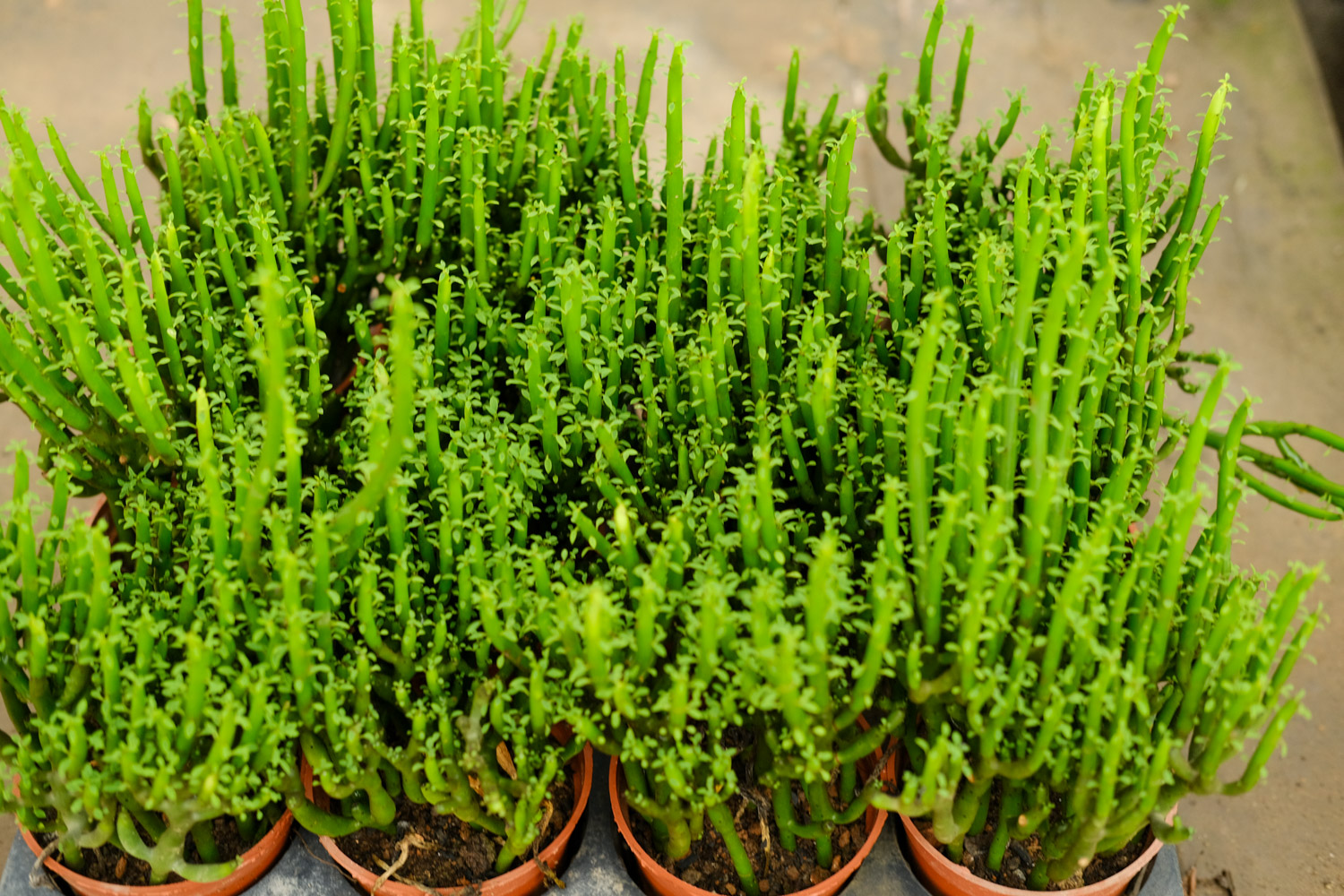 光棍树的病虫害及其预防和治疗