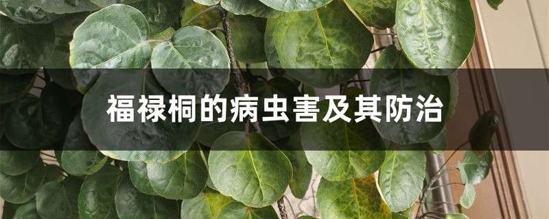 福禄桐的病虫害及其预防和治疗