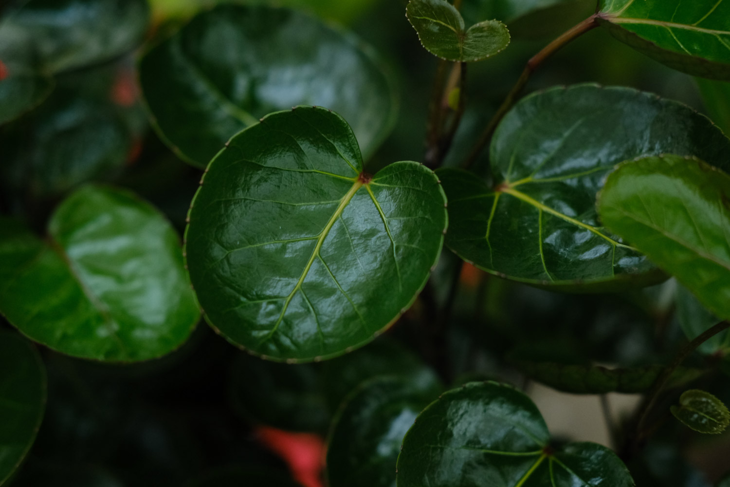 福禄桐的病虫害及其预防和治疗