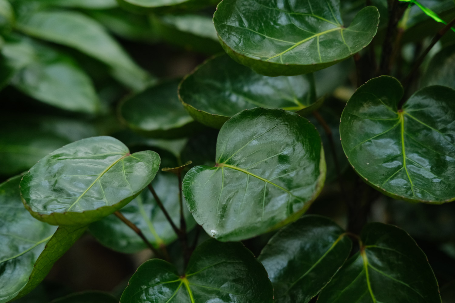 福禄桐的病虫害及其预防和治疗