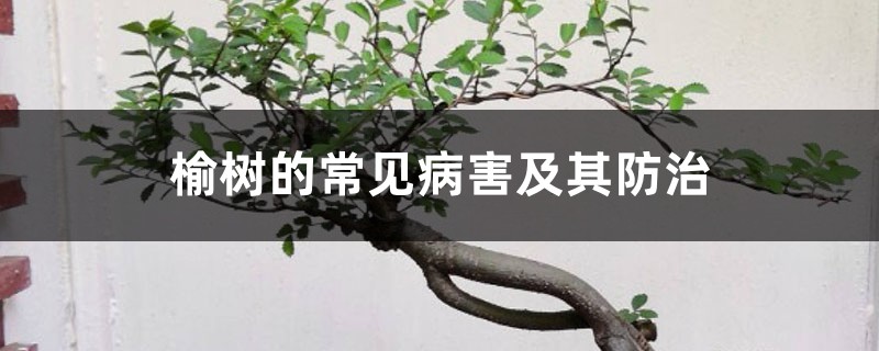 榆树的常见病害及其预防和治疗