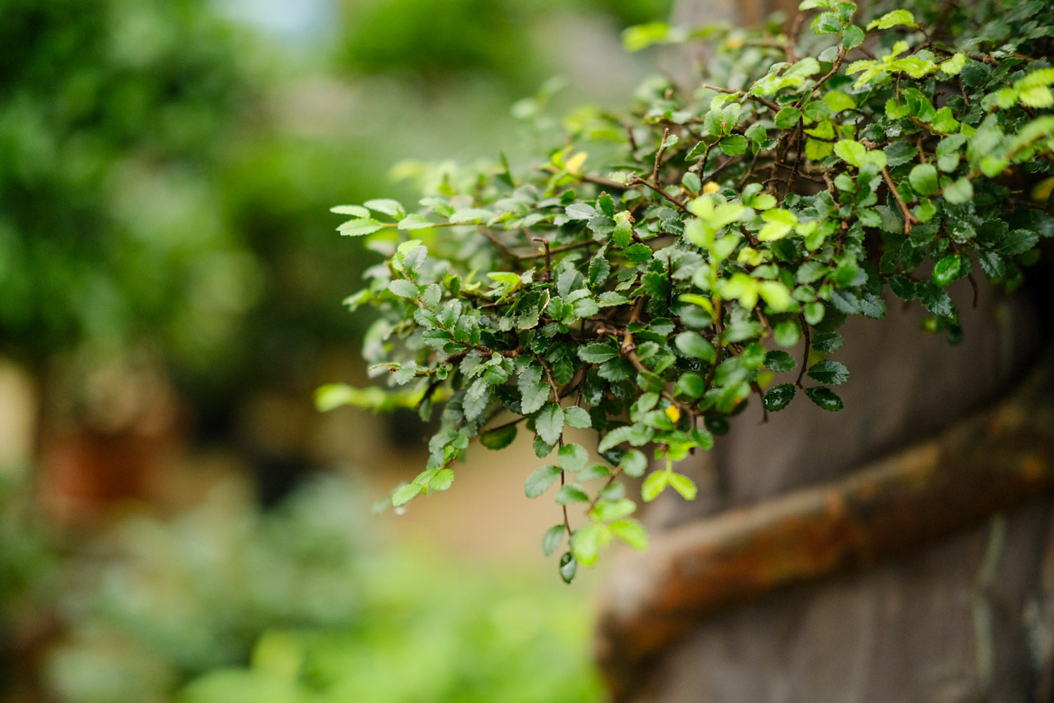 榆树的常见病害及其预防和治疗