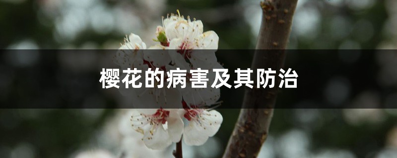 樱花的病害及其预防和治疗