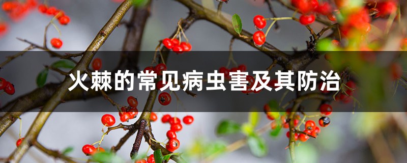 火棘的常见病虫害及其预防和治疗