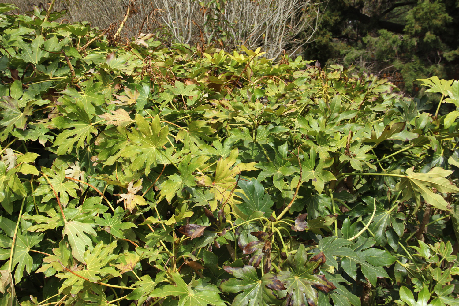 八角金盘 八角金盘常见病害及其预防和治疗