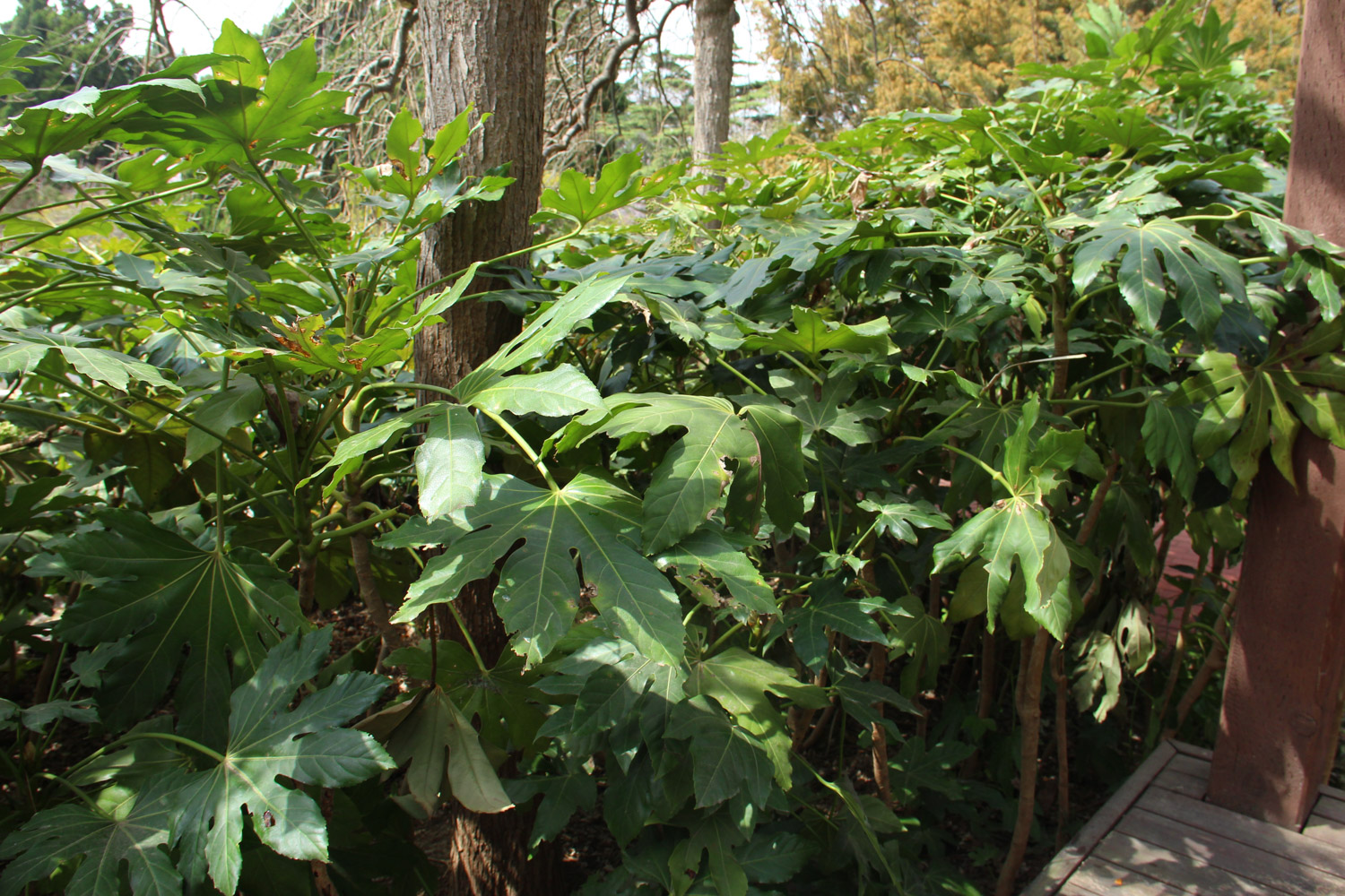 八角金盘 八角金盘常见病害及其预防和治疗