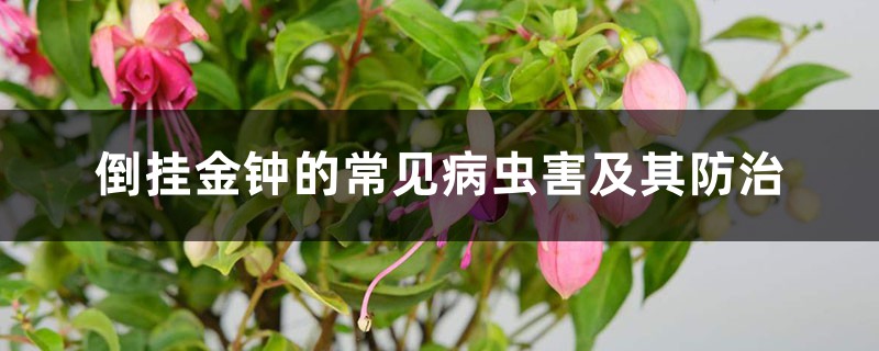 倒挂金钟的常见病虫害及其预防和治疗