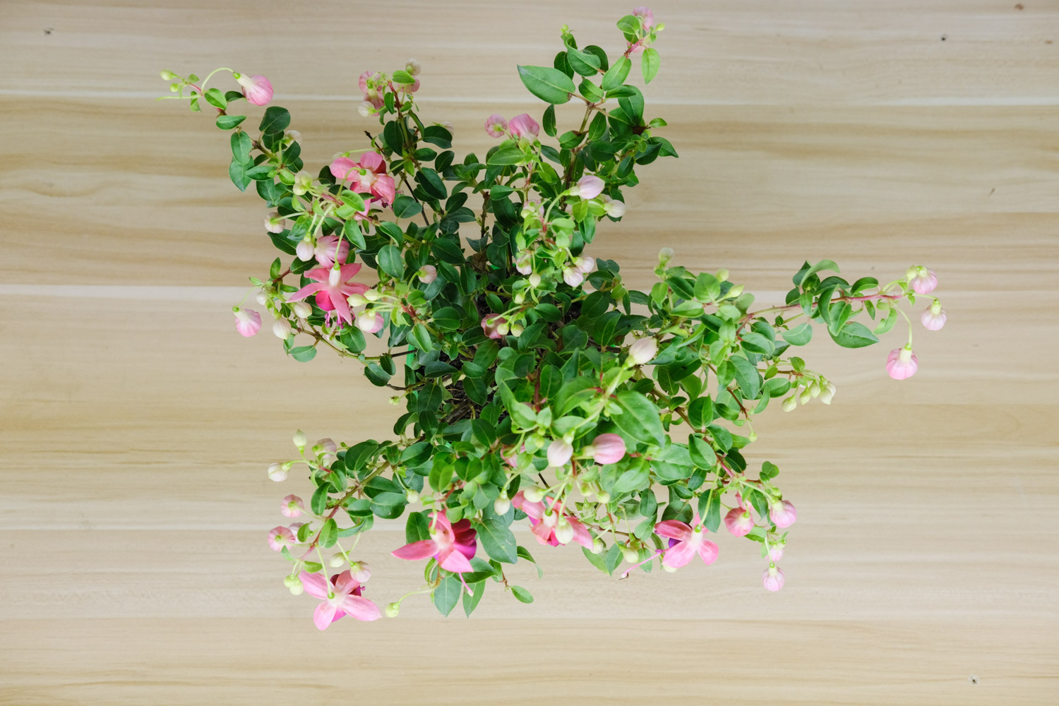 倒挂金钟的常见病虫害及其预防和治疗