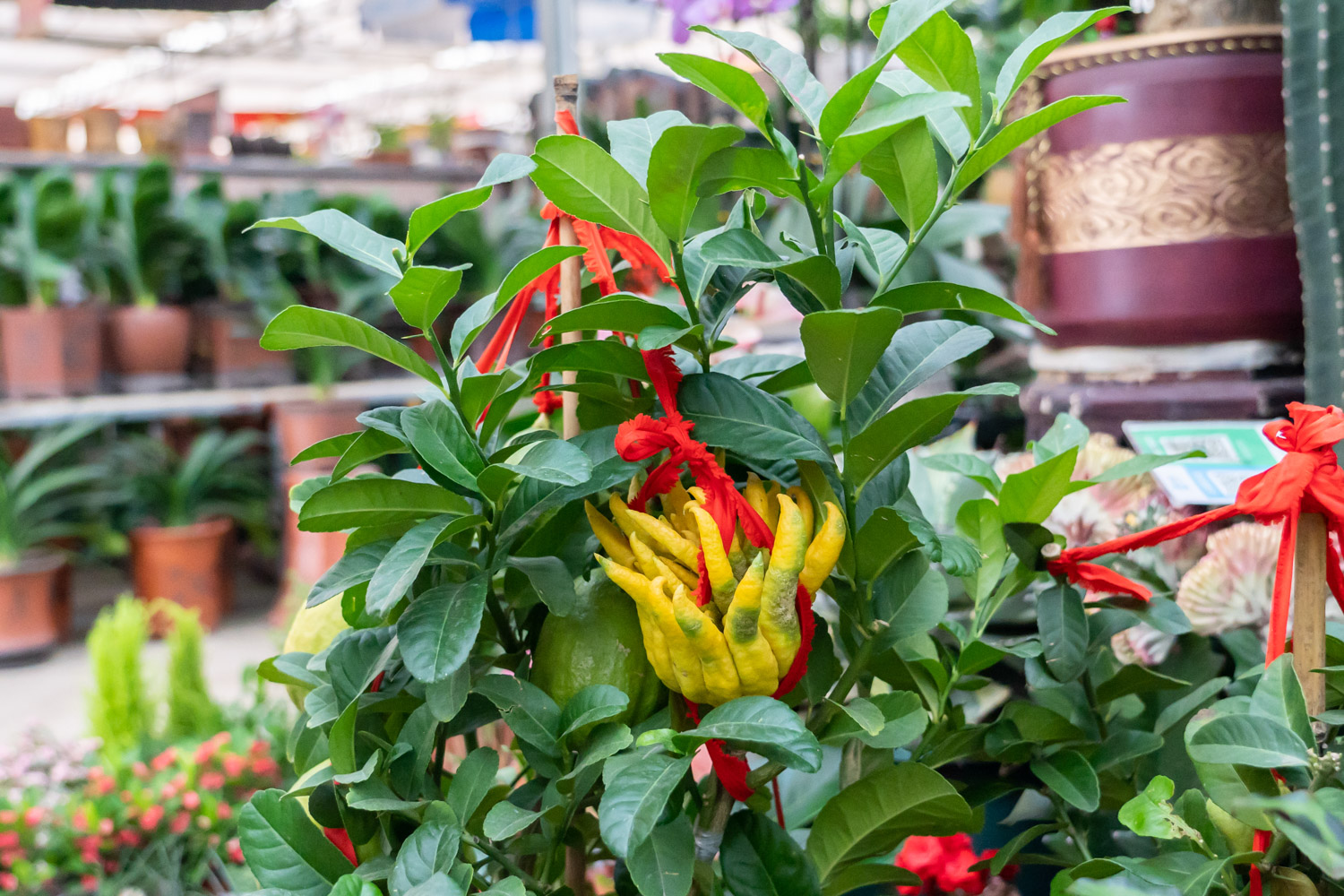 佛手的病虫害及其预防和治疗