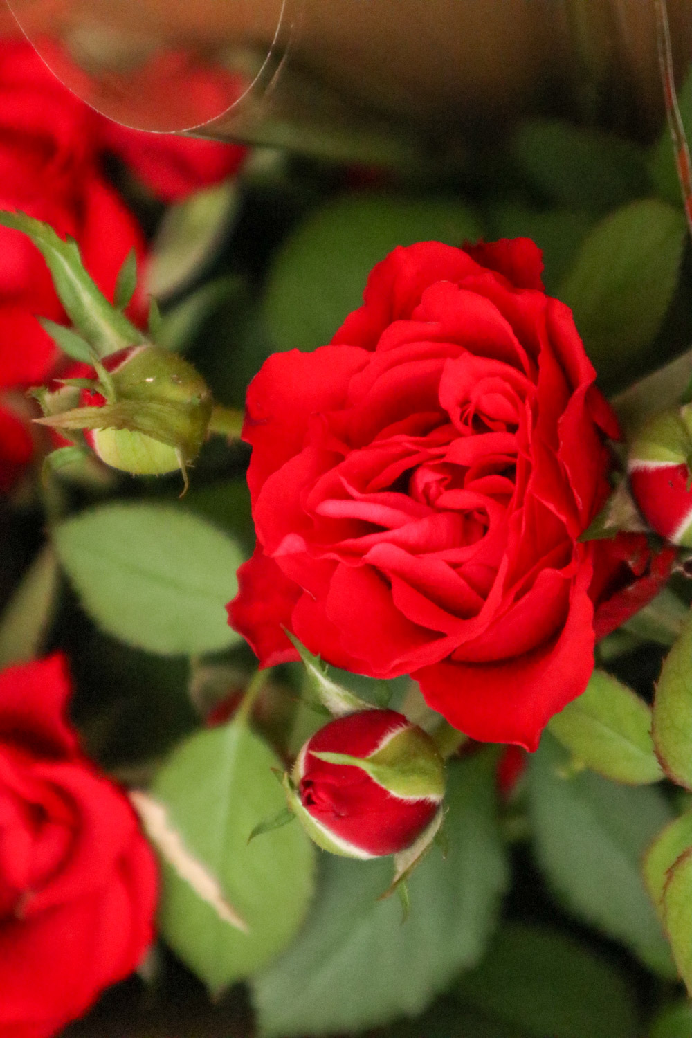 月季花的病害及其预防和治疗