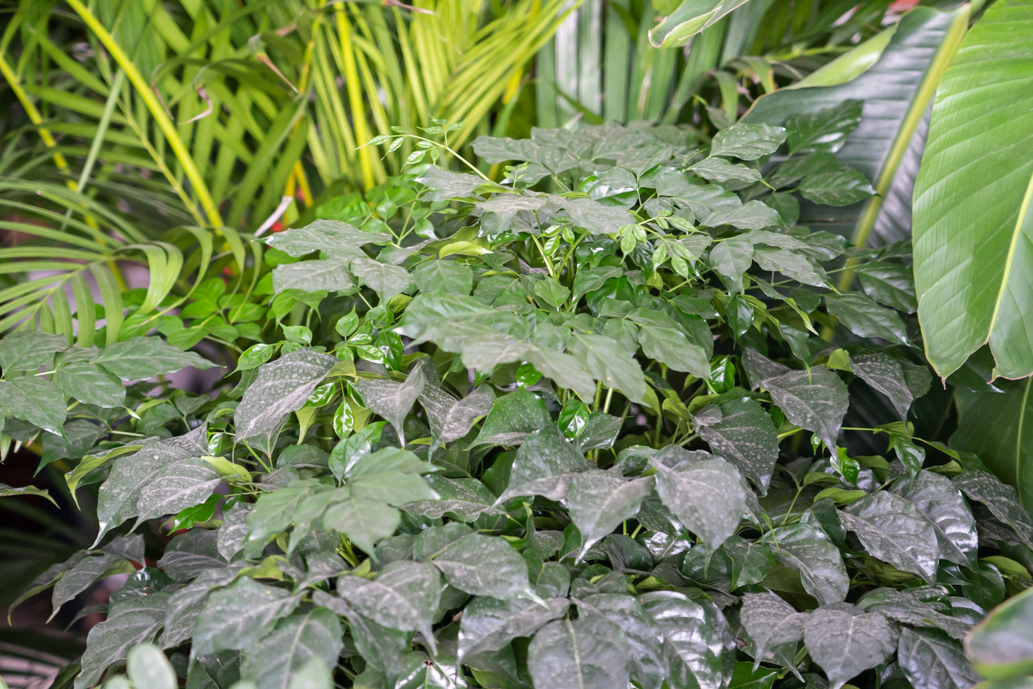 幸福树 幸福树的病害及其预防和治疗