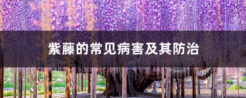 紫藤的常见病害及其预防和治疗