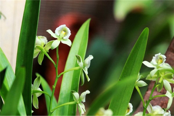 章鱼兰的病害及其预防和治疗