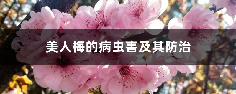 美人梅的病虫害及其预防和治疗