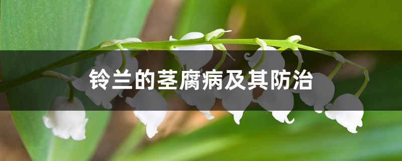 铃兰的茎腐病及其预防和治疗