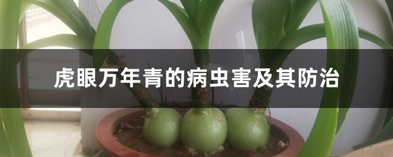 虎眼万年青的病虫害及其预防和治疗
