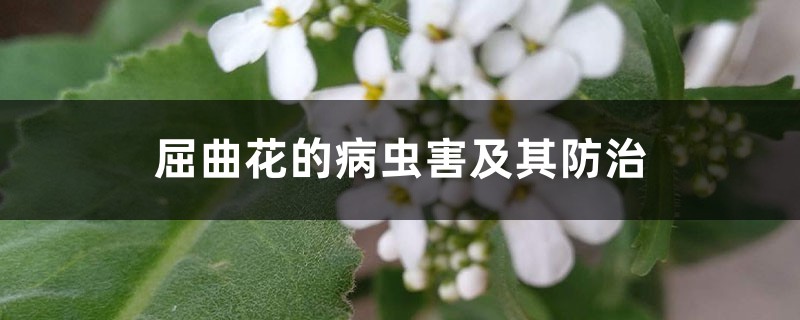 屈曲花的病虫害及其预防和治疗