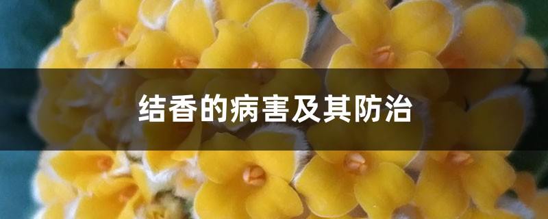 结香的病害及其预防和治疗