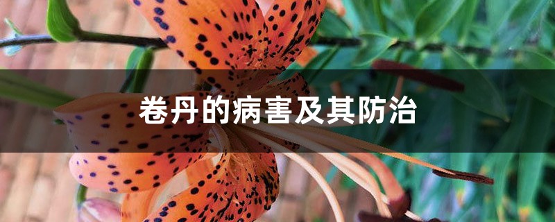 卷丹的病害及其预防和治疗