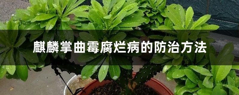 麒麟掌曲霉腐烂病的预防和治疗办法
