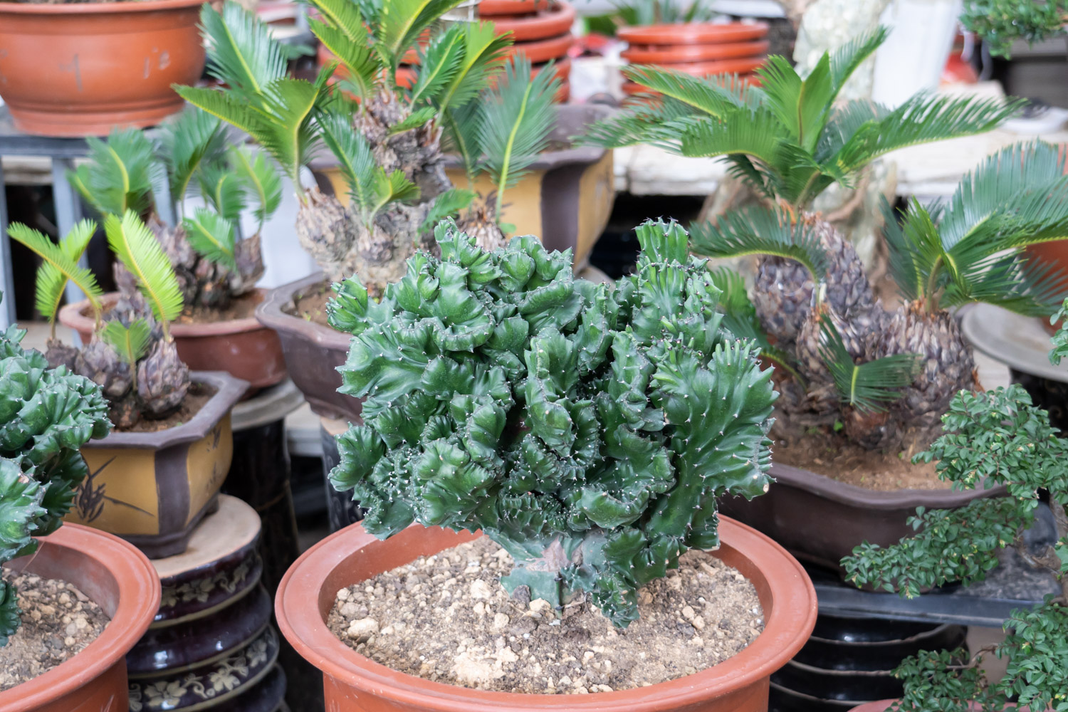 麒麟掌曲霉腐烂病的预防和治疗办法