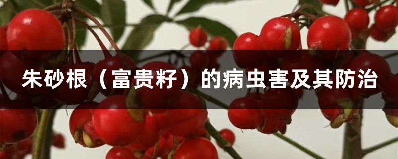 朱砂根（富贵籽）的病虫害及其预防和治疗