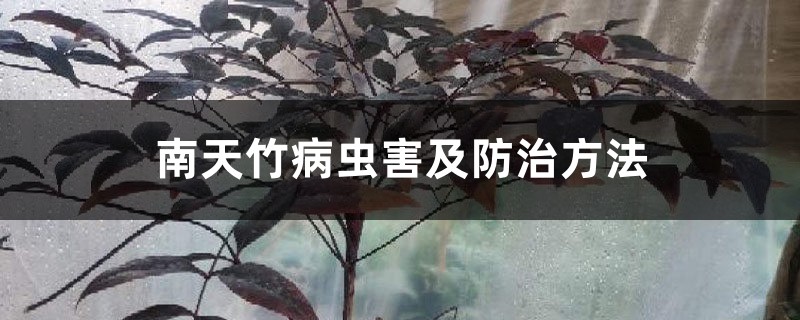南天竹病虫害及预防和治疗办法