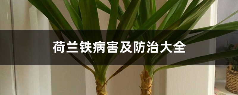 荷兰铁病害及预防和治疗大全