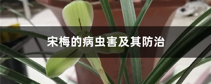 宋梅的病虫害及其预防和治疗