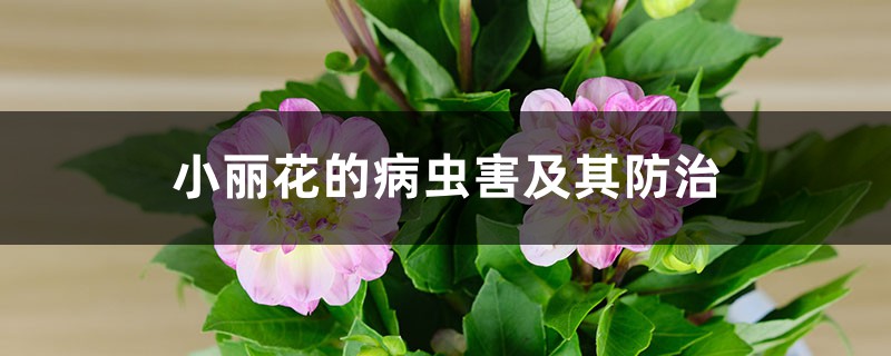 小丽花的病虫害及其预防和治疗