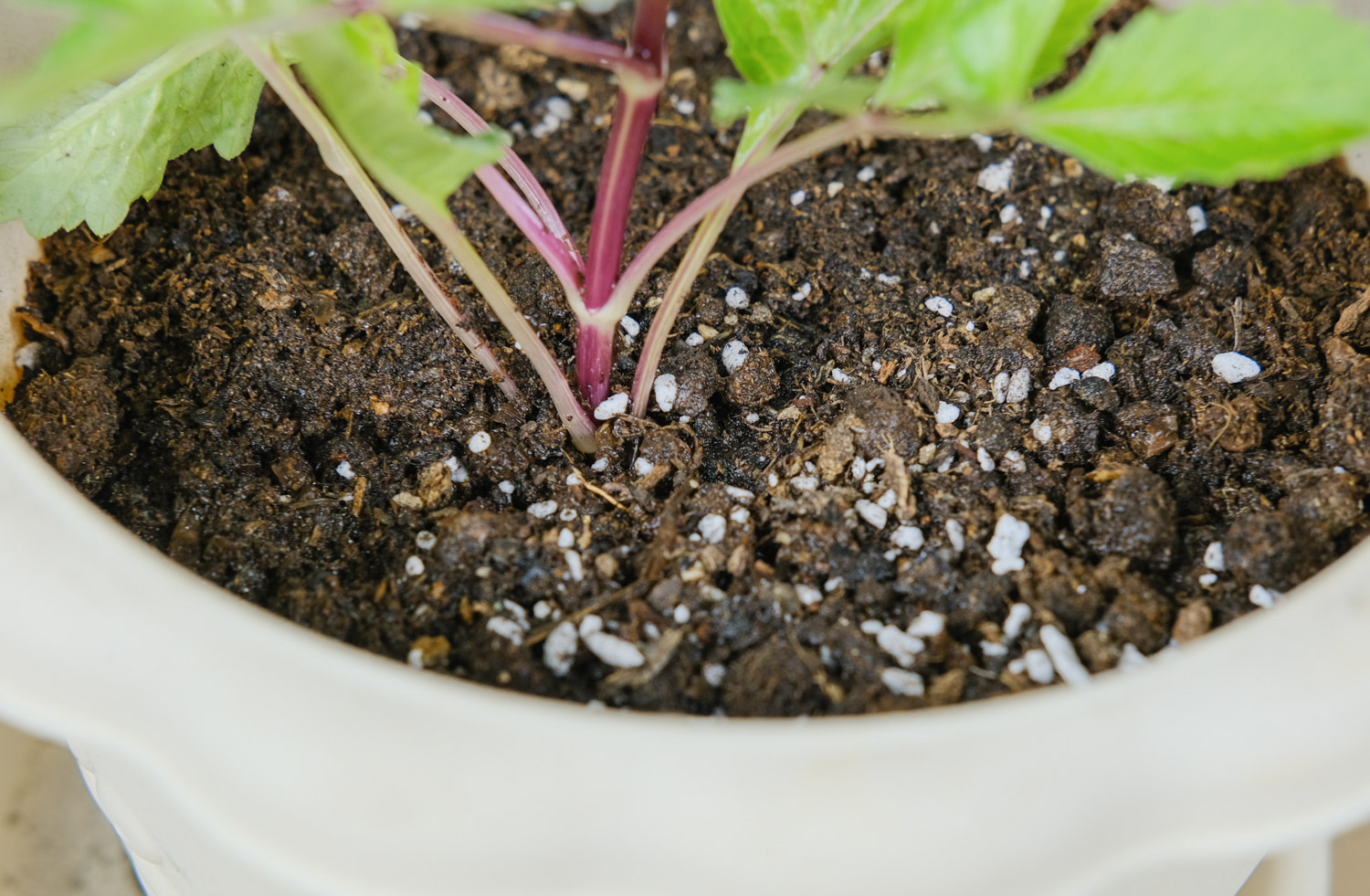 小丽花的病虫害及其预防和治疗